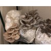 BULK GROWER PACK Mushroom Kits x 8 Kits NO GIFT BOXES upto 4 types  - FREE Shipping to 90% of Australia - No Po Boxes